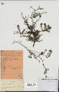spécimen de Thymus serpyllum