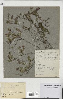 spécimen de Thymus serpyllum