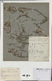 spécimen de Thymus serpyllum