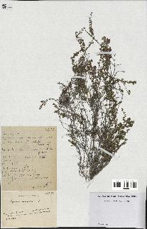 spécimen de Thymus serpyllum