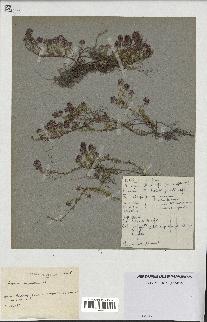 spécimen de Thymus serpyllum