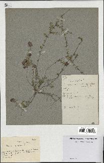 spécimen de Thymus serpyllum