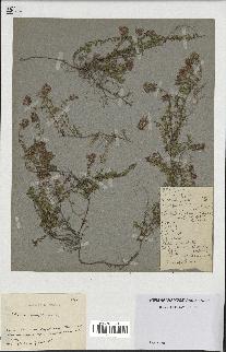 spécimen de Thymus serpyllum
