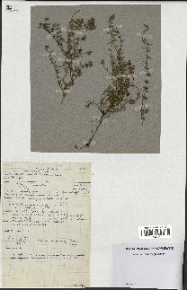 spécimen de Thymus serpyllum