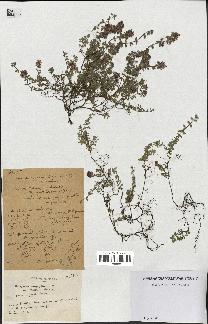 spécimen de Thymus serpyllum