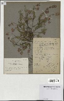 spécimen de Thymus serpyllum