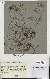 spécimen de Thymus serpyllum