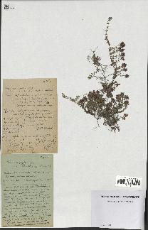 spécimen de Thymus serpyllum