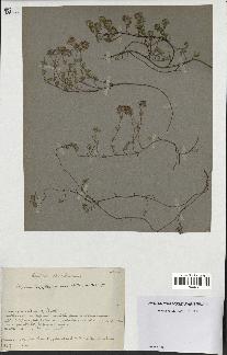 spécimen de Thymus serpyllum
