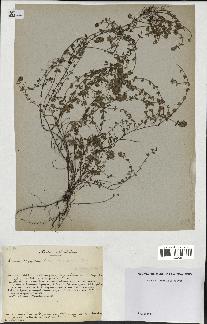 spécimen de Thymus serpyllum
