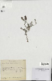 spécimen de Thymus serpyllum