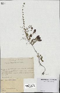 spécimen de Thymus serpyllum
