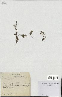 spécimen de Thymus serpyllum