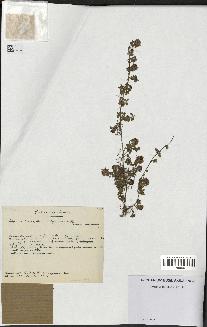 spécimen de Thymus serpyllum