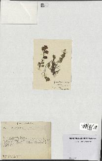spécimen de Thymus serpyllum