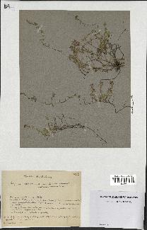 spécimen de Thymus serpyllum