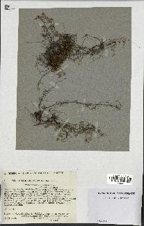spécimen de Thymus serpyllum