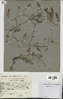 spécimen de Thymus serpyllum