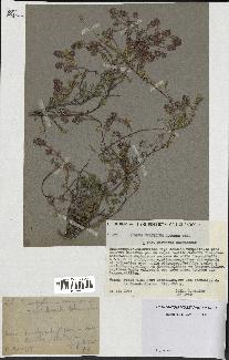 spécimen de Thymus serpyllum