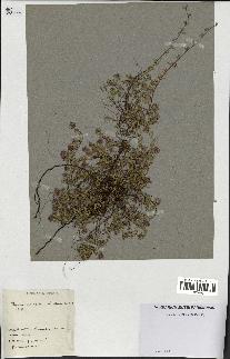 spécimen de Thymus serpyllum