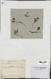 spécimen de Thymus serpyllum