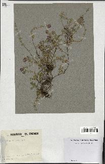 spécimen de Thymus serpyllum