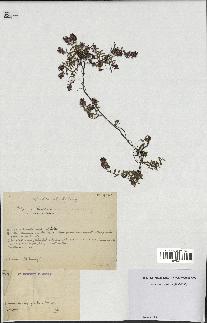spécimen de Thymus serpyllum