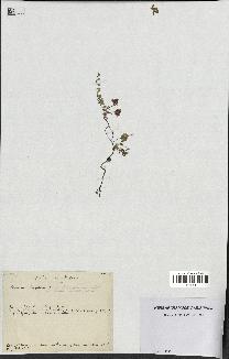 spécimen de Thymus serpyllum