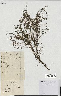 spécimen de Thymus serpyllum