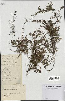 spécimen de Thymus serpyllum