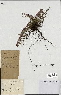 spécimen de Thymus serpyllum