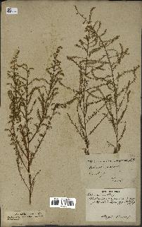 spécimen de Artemisia scoparia