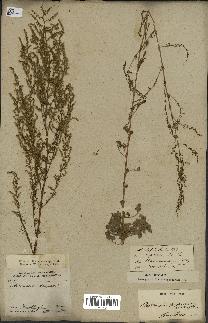 spécimen de Artemisia scoparia