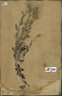 spécimen de Artemisia stelleriana