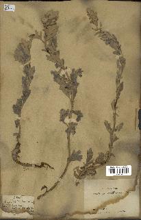 spécimen de Artemisia stelleriana