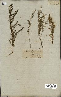 spécimen de Artemisia scoparia