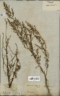 spécimen de Artemisia scoparia