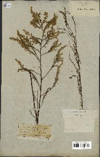 spécimen de Artemisia scoparia