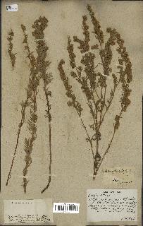 spécimen de Artemisia sericea