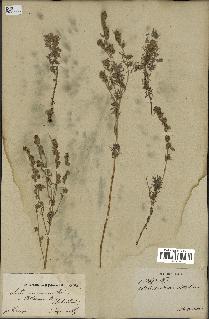 spécimen de Artemisia sericea