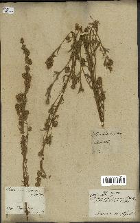 spécimen de Artemisia sericea