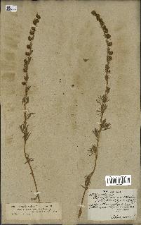 spécimen de Artemisia sericea