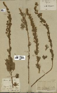 spécimen de Artemisia sericea