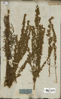 spécimen de Artemisia sericea