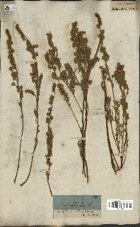 spécimen de Artemisia sericea