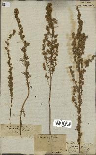 spécimen de Artemisia sericea