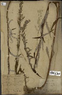 spécimen de Artemisia selengensis