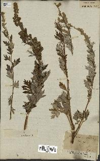 spécimen de Artemisia vulgaris