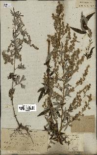 spécimen de Artemisia vulgaris