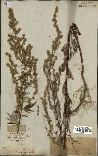 spécimen de Artemisia vulgaris